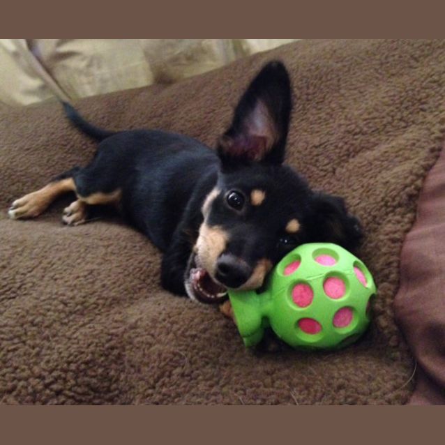 Photo of Spike