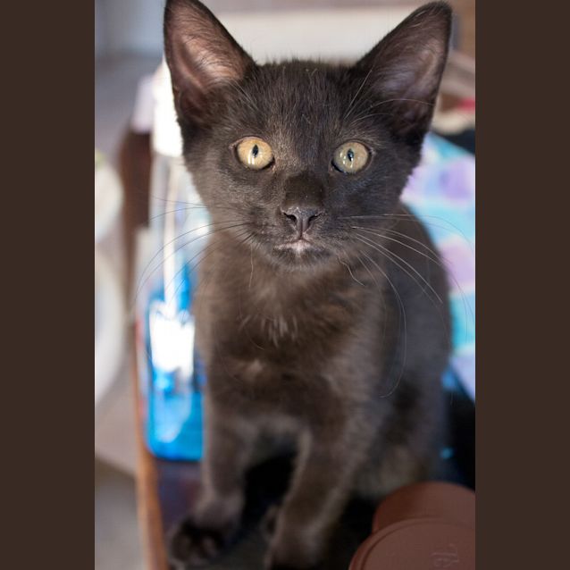 Photo of Ollie