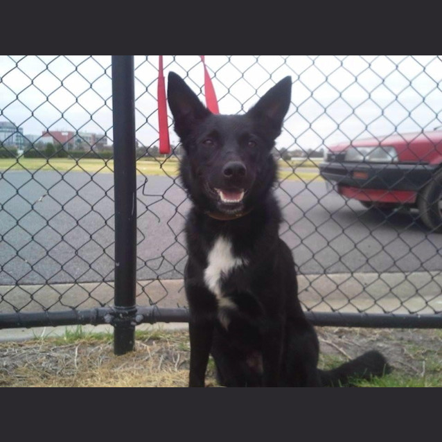 Photo of Adorable Obi   Kelpie X Male