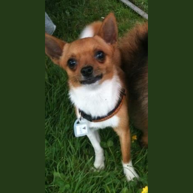 Photo of Toby