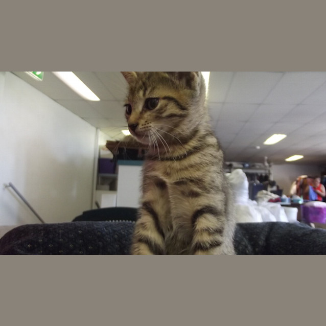 Photo of Willow