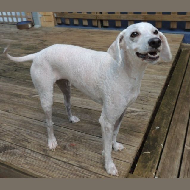 Photo of Edwina (Eddie)