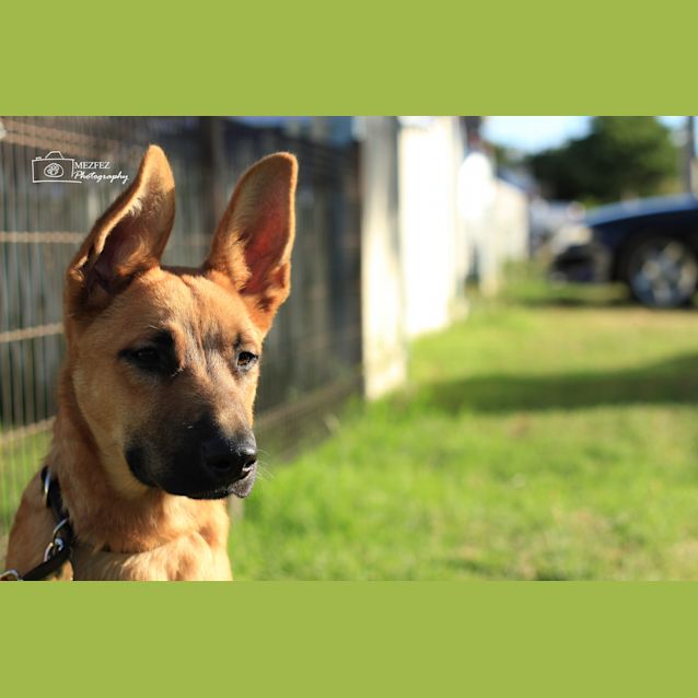 Photo of Inspector Rex