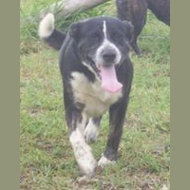 Photo of Morgan (Adoption Pending)