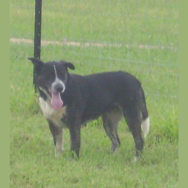 Photo of Morgan (Adoption Pending)