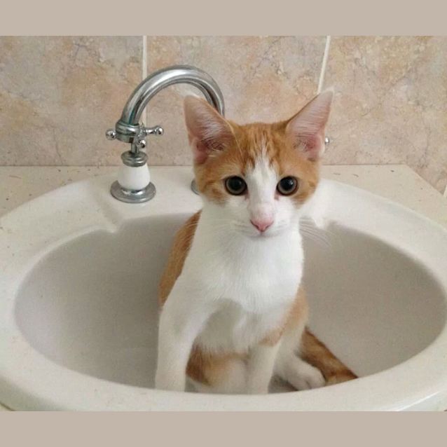 Photo of Walt Disney