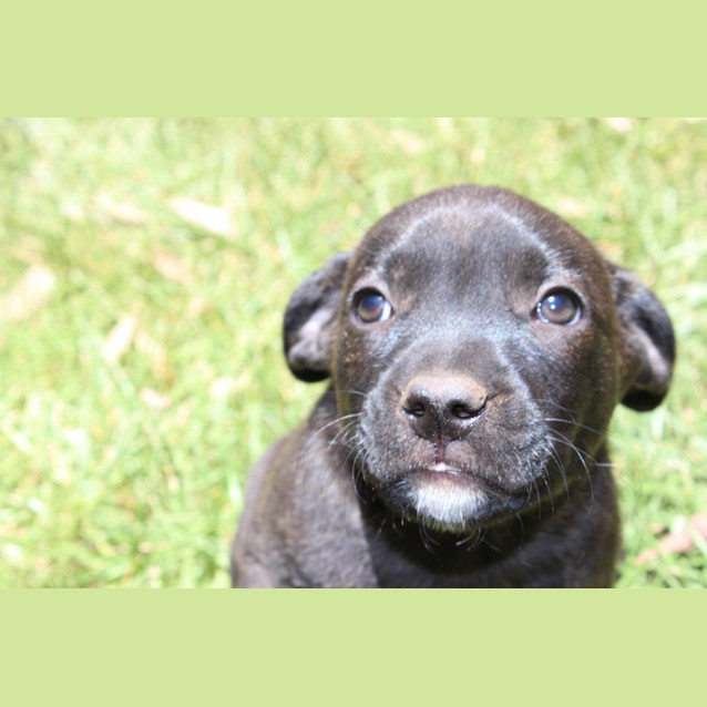 Photo of Stella