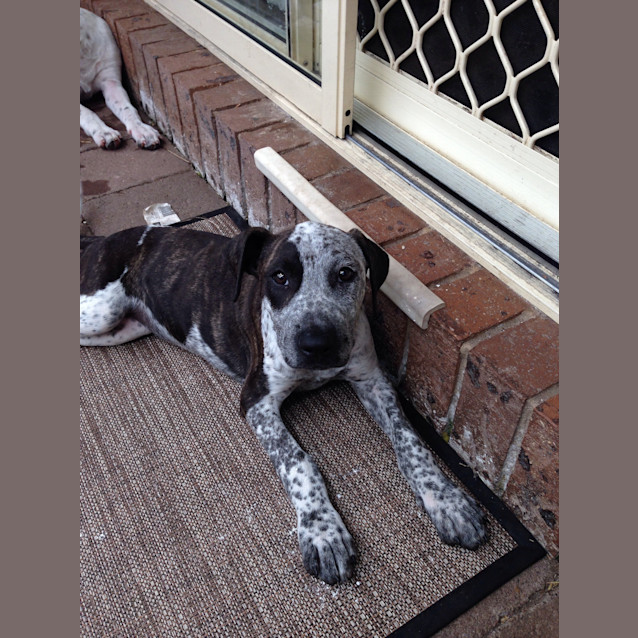 Photo of Cleo  Located In Kariong 