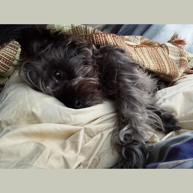 Photo of Marley