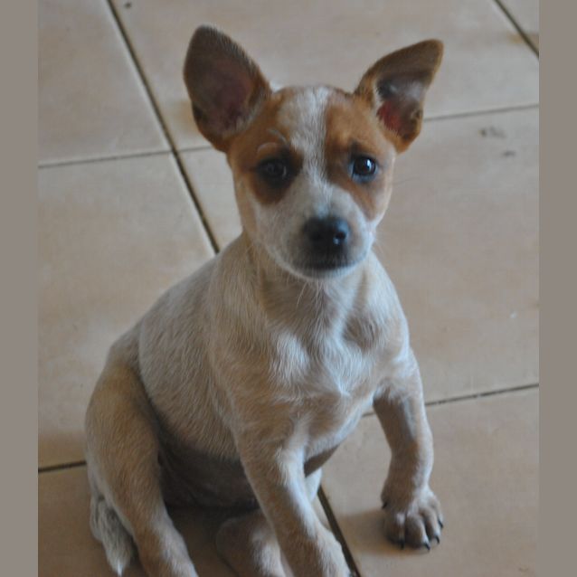 Photo of Heeler X Pups