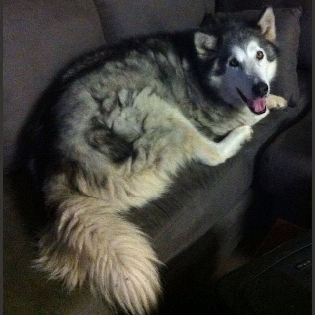 Photo of Duke
