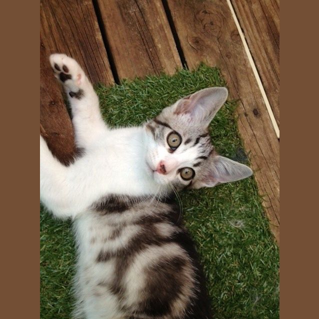 Photo of Rusty