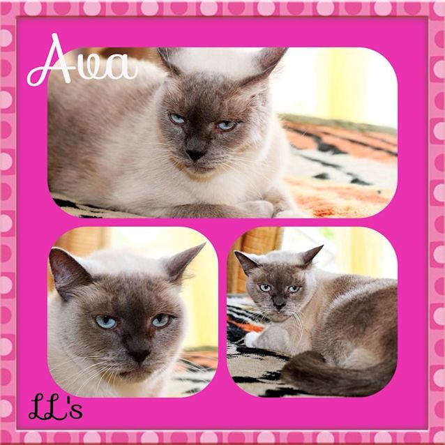 Photo of Ava