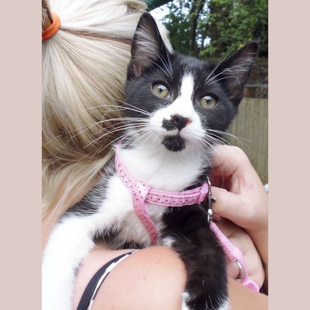 Photo of Silver Samurai