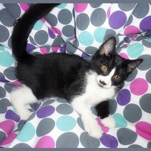 Photo of Silver Samurai