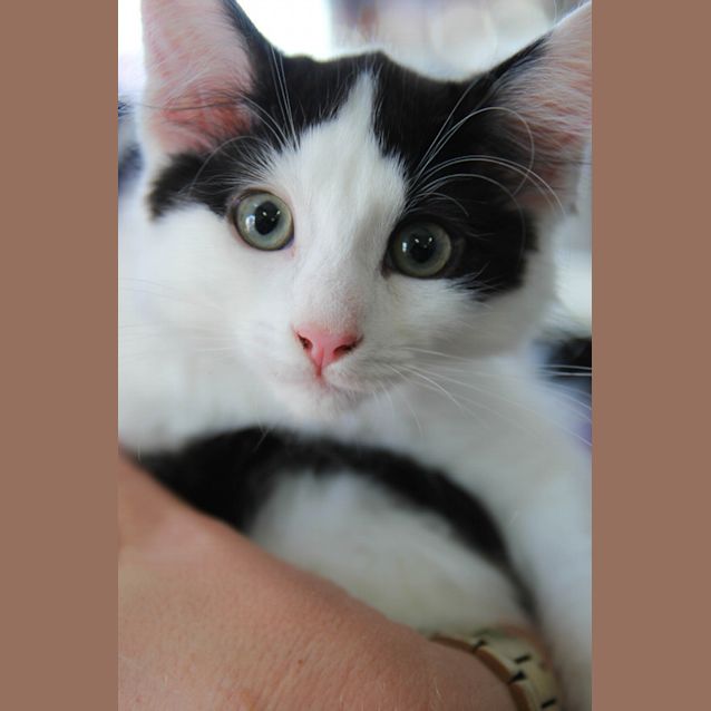 Photo of Monk Cat
