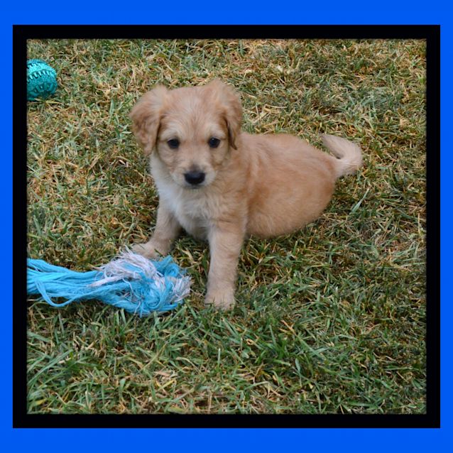 Photo of Toffee ~ Puppy (On Trial 26/1/14)