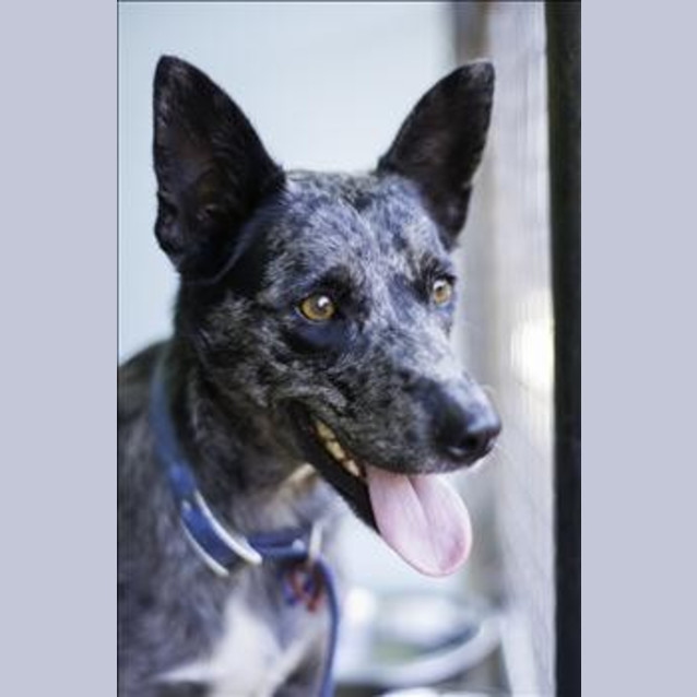 Photo of Dotti