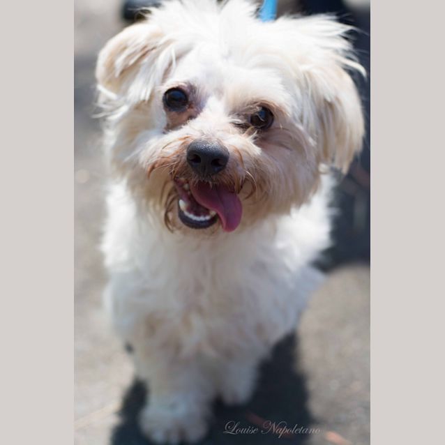 Photo of Milo