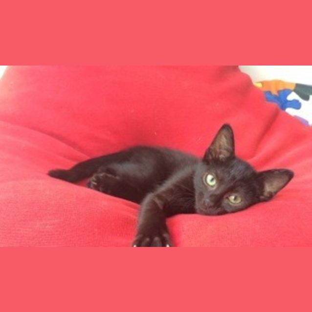 Photo of Scooter