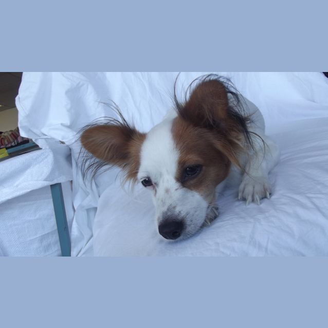 Photo of Mika