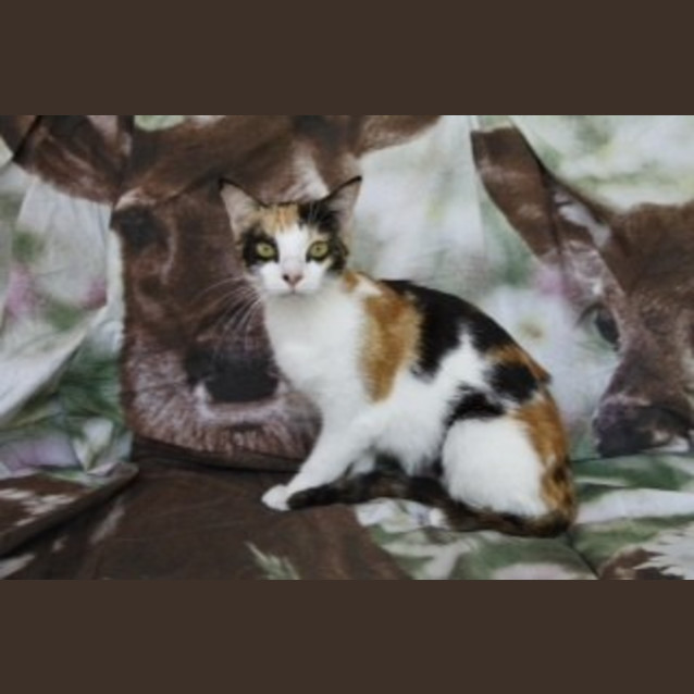 Photo of Cali