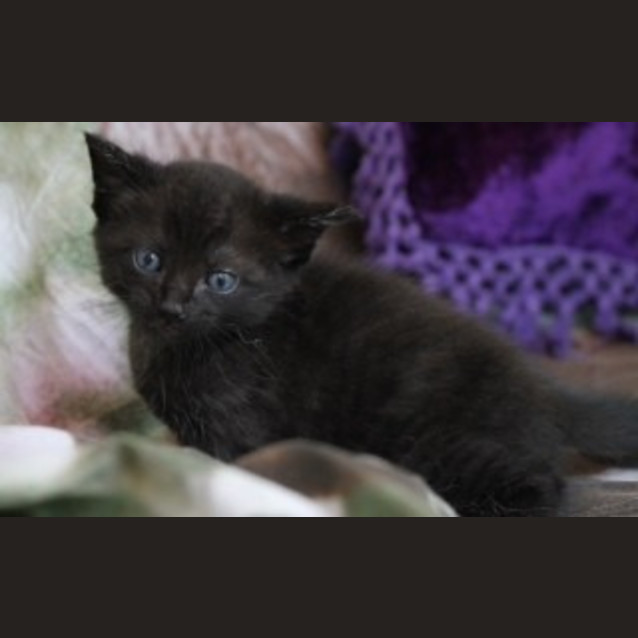 Photo of Odysseus