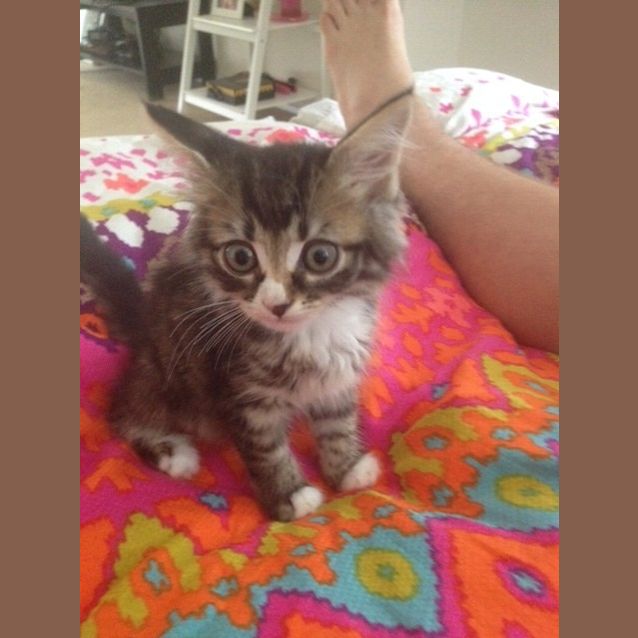 Photo of Houdini