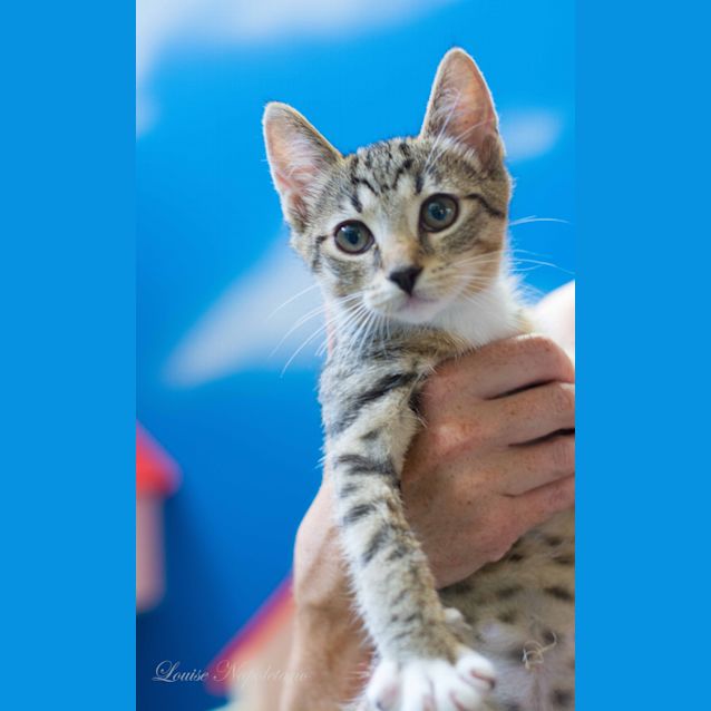 Photo of Indra