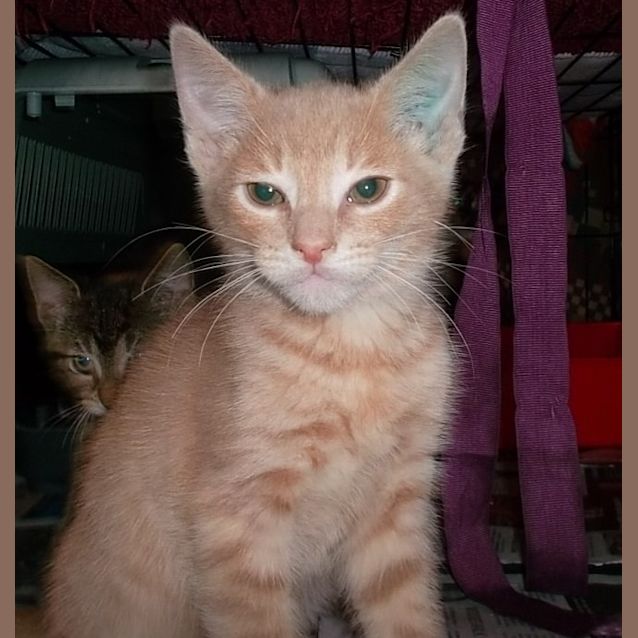 Photo of Godfrey