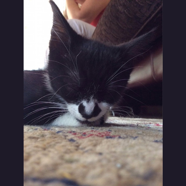 Photo of Padma *** Adopted***
