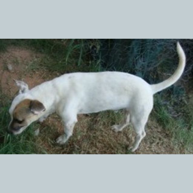 Photo of Gringo