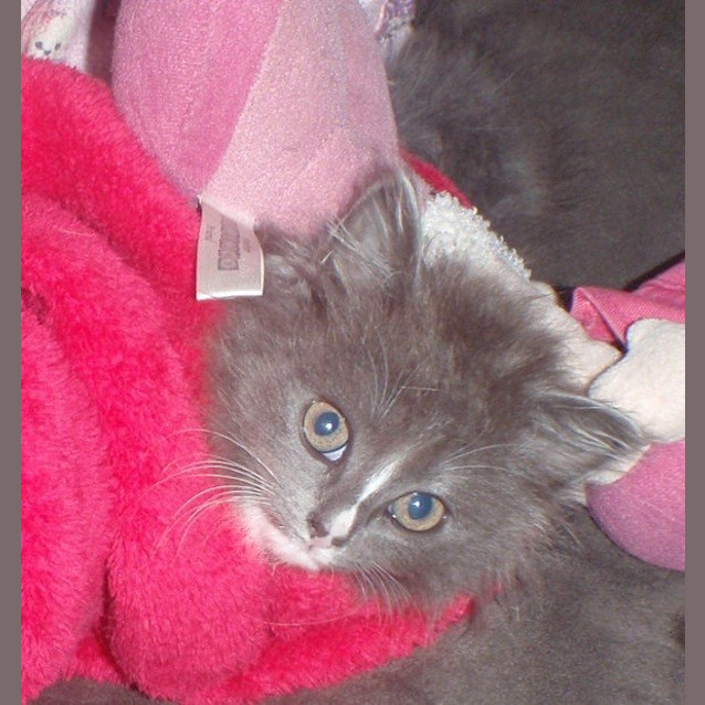 Photo of Jasmine