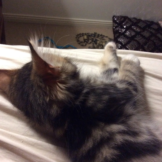 Photo of Harry **Adopted**