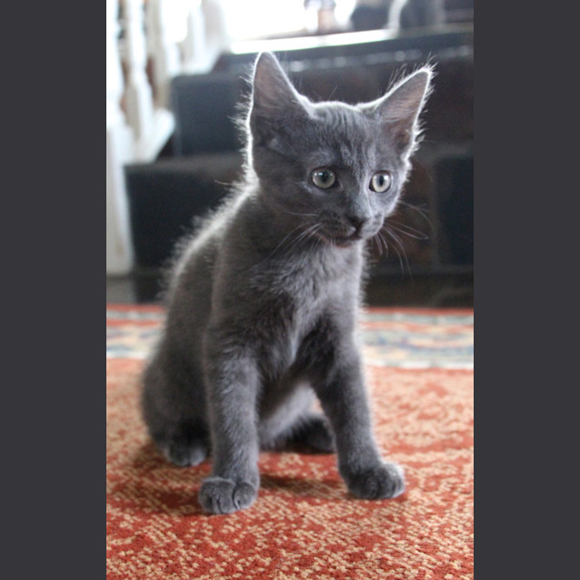 Photo of Cobolt