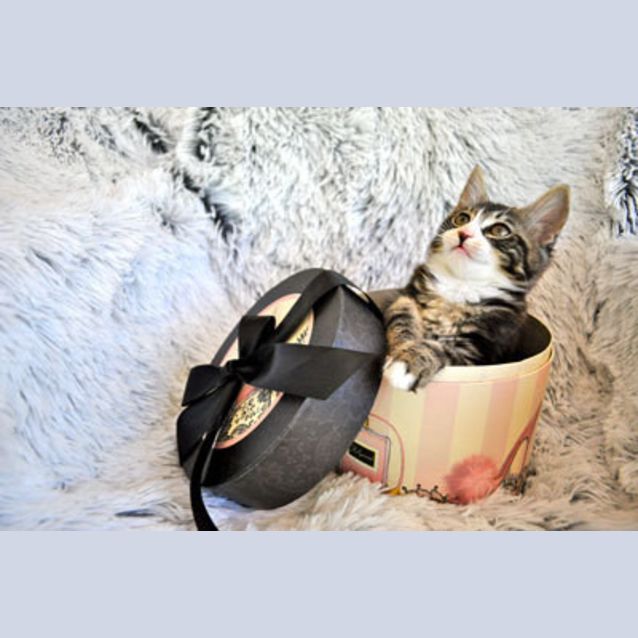 Photo of Coco (Bn C211) 