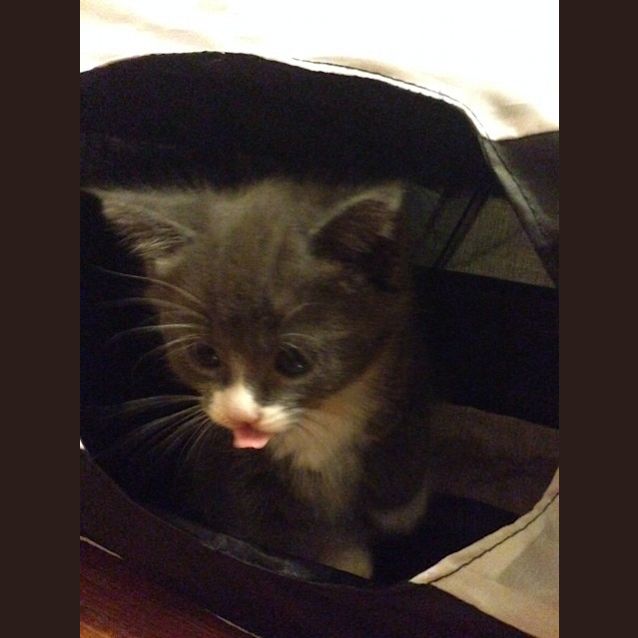 Photo of Milfred ** Located In Pascot Vale**