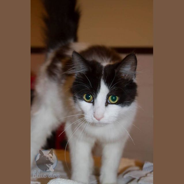 Photo of Benji (C964) Desexed And Ready