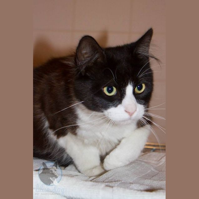 Photo of Gerry (C965) Desexed And Ready