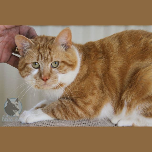 Photo of Treadley (C963)