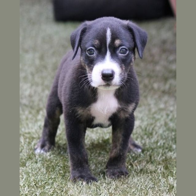 Photo of Blaze