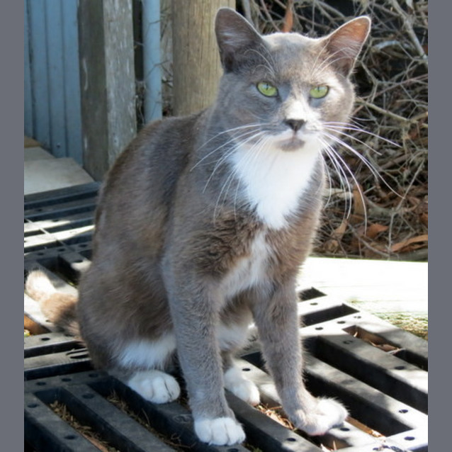Photo of "Frankie"   Purrfect Match