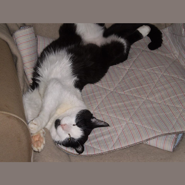 Photo of "Madeline"   Purrfect Match