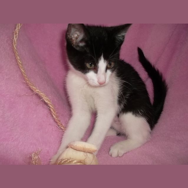 Photo of Zelda