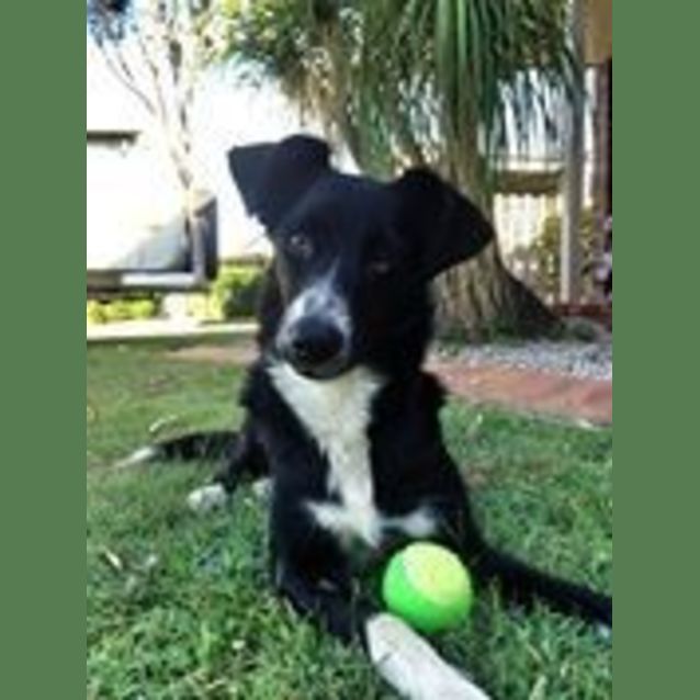 Photo of Dharma