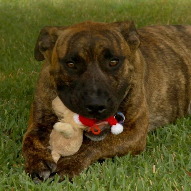 Photo of Ziggy (Adopted By Foster Carer)