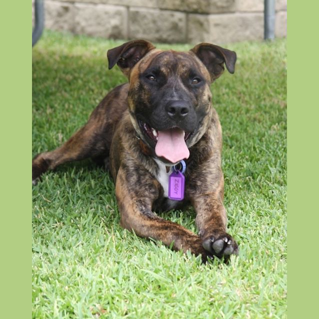 Photo of Ziggy (Adopted By Foster Carer)