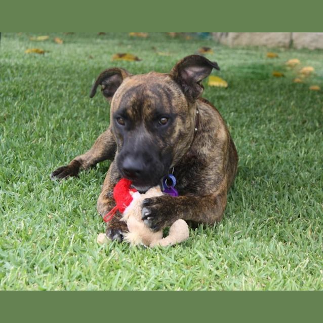 Photo of Ziggy (Adopted By Foster Carer)