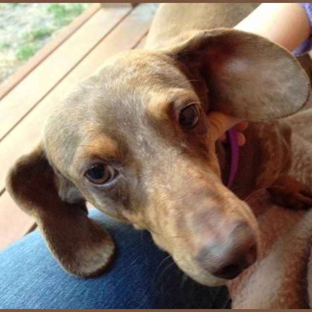 Photo of Toby