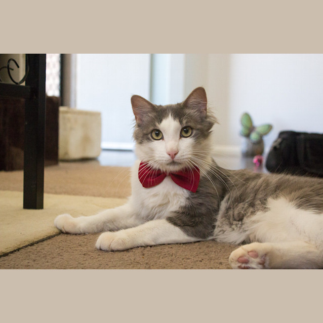 Photo of Lucky